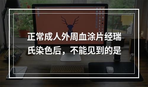 正常成人外周血涂片经瑞氏染色后，不能见到的是