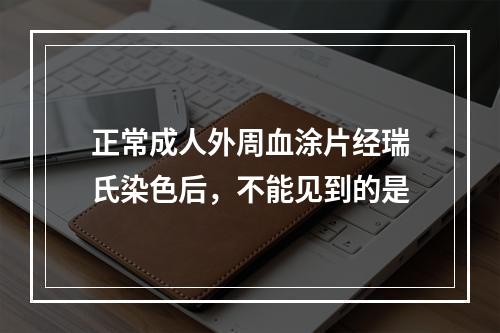 正常成人外周血涂片经瑞氏染色后，不能见到的是