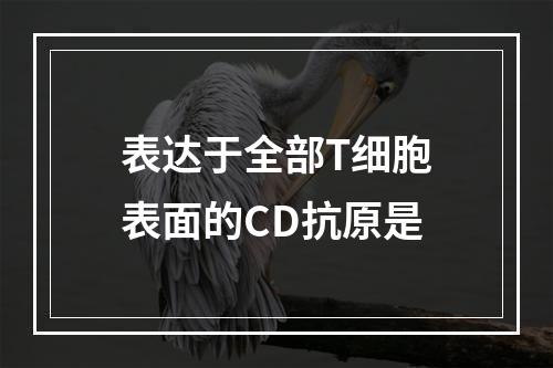 表达于全部T细胞表面的CD抗原是