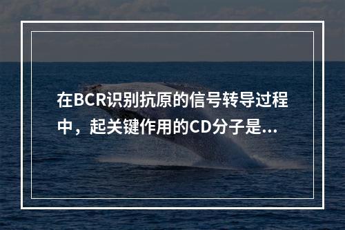 在BCR识别抗原的信号转导过程中，起关键作用的CD分子是()