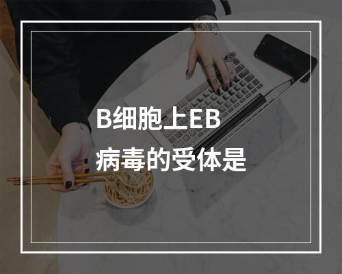 B细胞上EB病毒的受体是