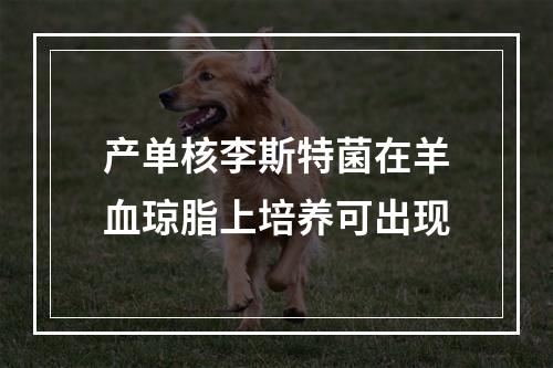 产单核李斯特菌在羊血琼脂上培养可出现