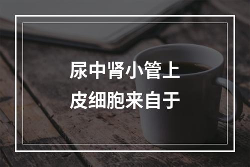 尿中肾小管上皮细胞来自于