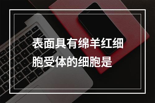 表面具有绵羊红细胞受体的细胞是