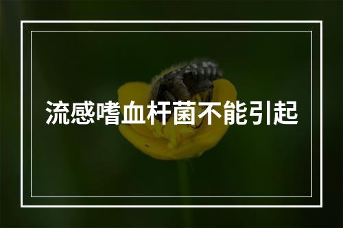 流感嗜血杆菌不能引起