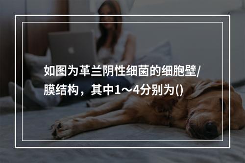 如图为革兰阴性细菌的细胞壁/膜结构，其中1～4分别为()