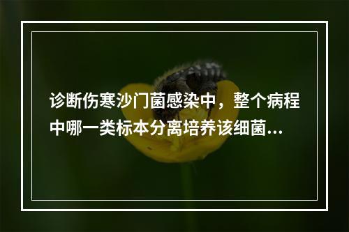 诊断伤寒沙门菌感染中，整个病程中哪一类标本分离培养该细菌的阳