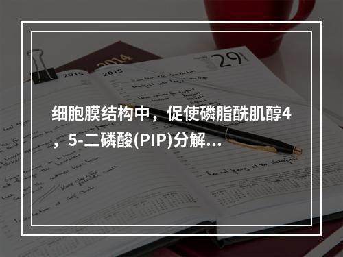 细胞膜结构中，促使磷脂酰肌醇4，5-二磷酸(PIP)分解生成