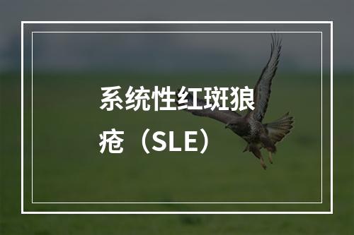 系统性红斑狼疮（SLE）