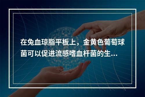 在兔血琼脂平板上，金黄色葡萄球菌可以促进流感嗜血杆菌的生长，