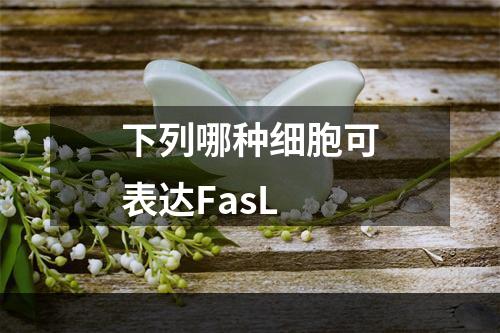 下列哪种细胞可表达FasL