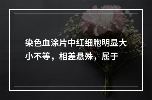 染色血涂片中红细胞明显大小不等，相差悬殊，属于