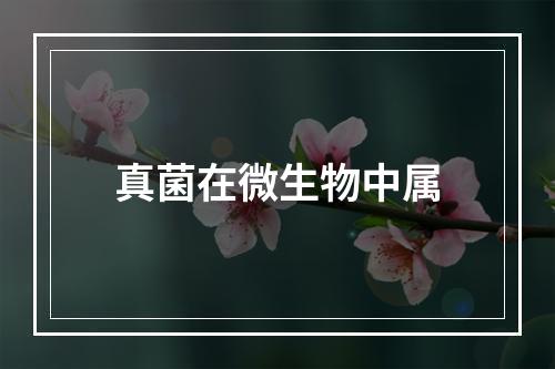 真菌在微生物中属