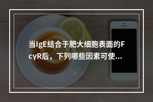 当IgE结合于肥大细胞表面的FcγR后，下列哪些因素可使肥大