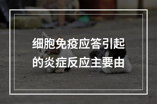 细胞免疫应答引起的炎症反应主要由