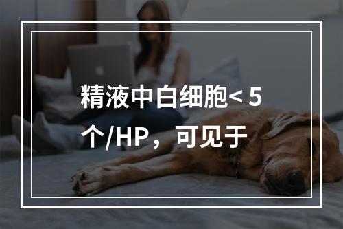 精液中白细胞< 5个/HP，可见于