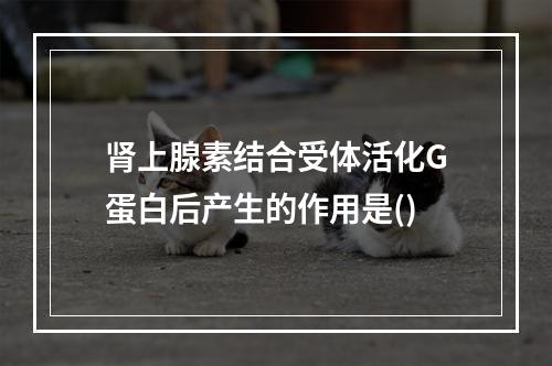 肾上腺素结合受体活化G蛋白后产生的作用是()