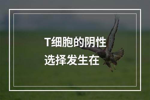 T细胞的阴性选择发生在