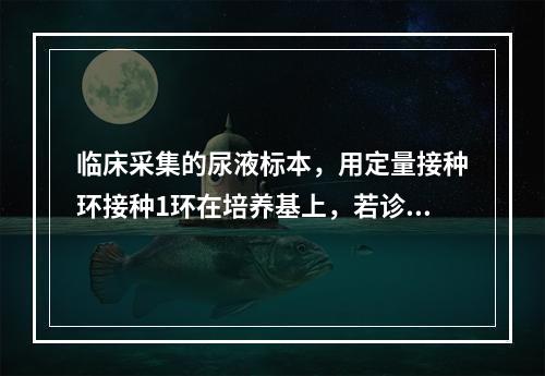 临床采集的尿液标本，用定量接种环接种1环在培养基上，若诊断为