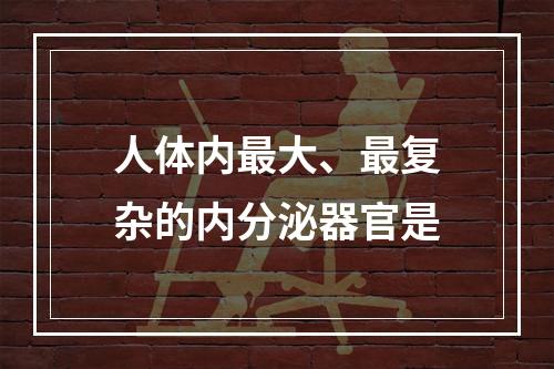 人体内最大、最复杂的内分泌器官是