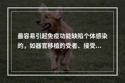 最容易引起免疫功能缺陷个体感染的，如器官移植的受者、接受化疗