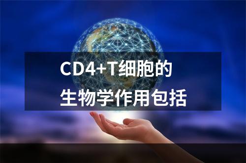 CD4+T细胞的生物学作用包括