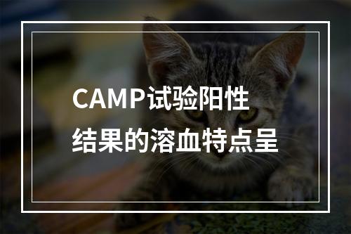 CAMP试验阳性结果的溶血特点呈