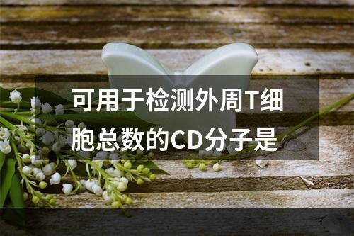 可用于检测外周T细胞总数的CD分子是