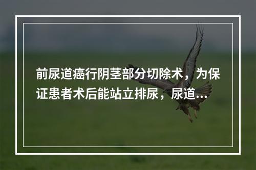 前尿道癌行阴茎部分切除术，为保证患者术后能站立排尿，尿道近侧