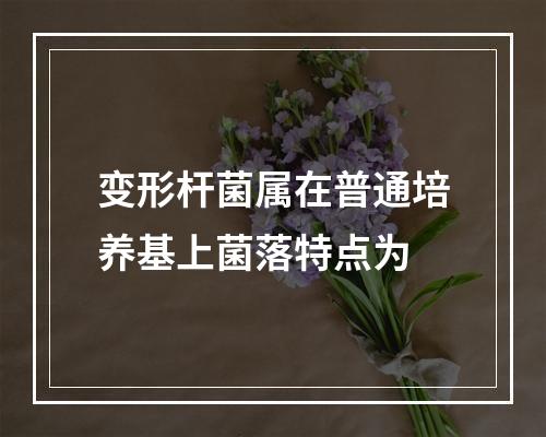 变形杆菌属在普通培养基上菌落特点为