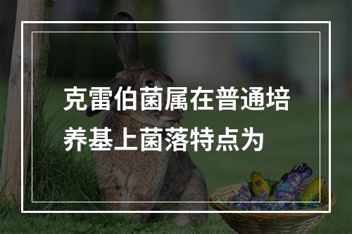 克雷伯菌属在普通培养基上菌落特点为