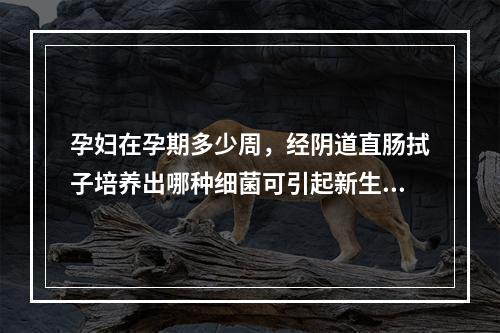 孕妇在孕期多少周，经阴道直肠拭子培养出哪种细菌可引起新生儿肺