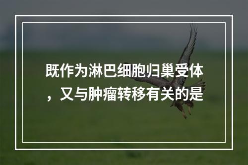 既作为淋巴细胞归巢受体，又与肿瘤转移有关的是