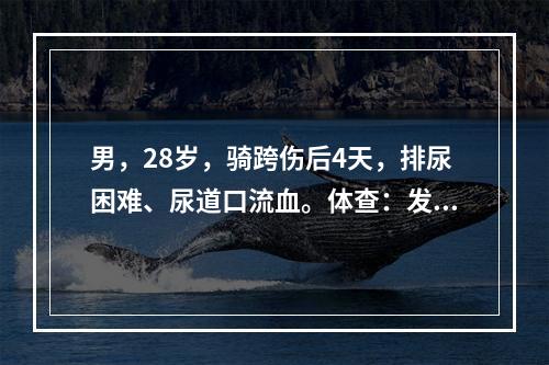 男，28岁，骑跨伤后4天，排尿困难、尿道口流血。体查：发热，