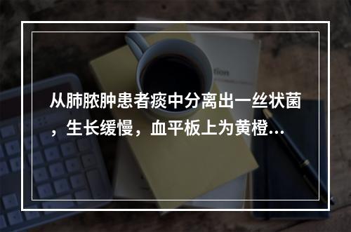 从肺脓肿患者痰中分离出一丝状菌，生长缓慢，血平板上为黄橙色菌