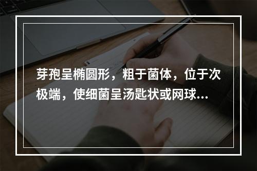 芽孢呈椭圆形，粗于菌体，位于次极端，使细菌呈汤匙状或网球拍状