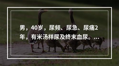 男，40岁，尿频、尿急、尿痛2年，有米汤样尿及终末血尿。尿检