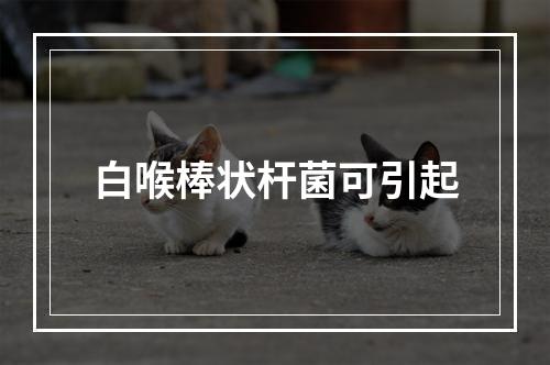 白喉棒状杆菌可引起