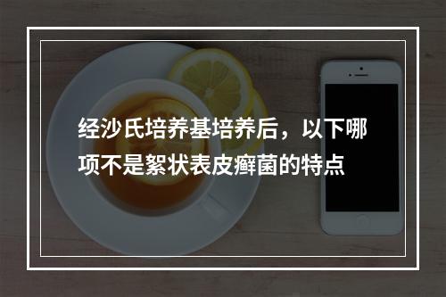 经沙氏培养基培养后，以下哪项不是絮状表皮癣菌的特点