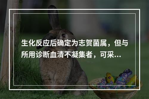 生化反应后确定为志贺菌属，但与所用诊断血清不凝集者，可采用的