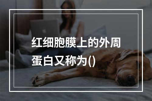 红细胞膜上的外周蛋白又称为()