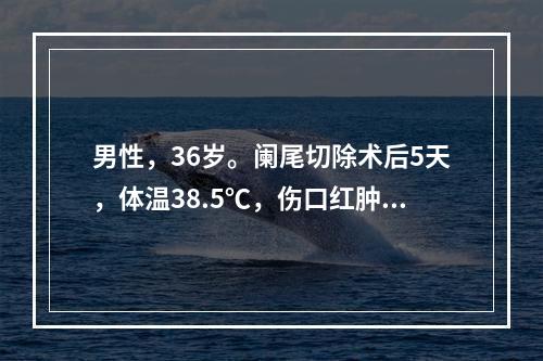 男性，36岁。阑尾切除术后5天，体温38.5℃，伤口红肿，有