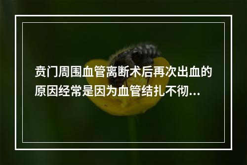 贲门周围血管离断术后再次出血的原因经常是因为血管结扎不彻底，