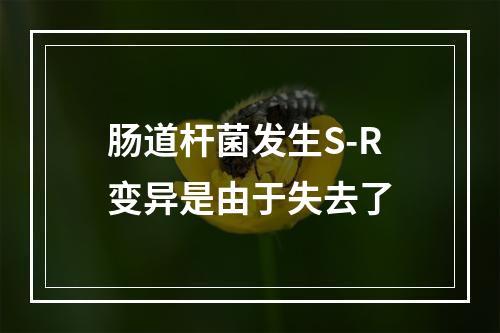 肠道杆菌发生S-R变异是由于失去了