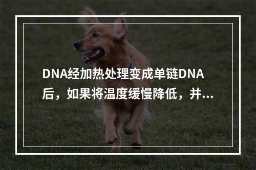 DNA经加热处理变成单链DNA后，如果将温度缓慢降低，并维持