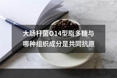 大肠杆菌O14型脂多糖与哪种组织成分是共同抗原