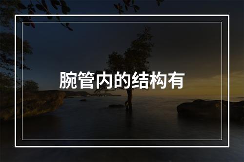 腕管内的结构有