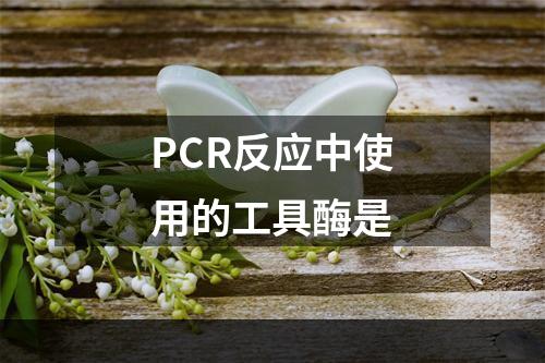 PCR反应中使用的工具酶是