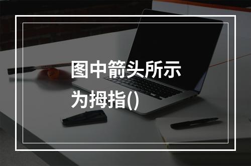 图中箭头所示为拇指()