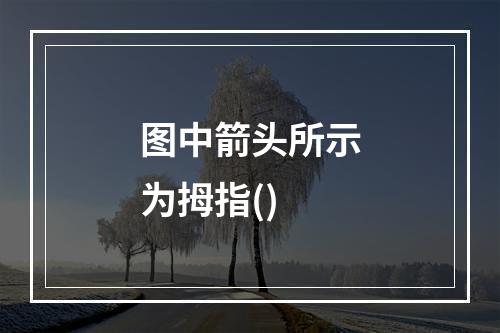 图中箭头所示为拇指()